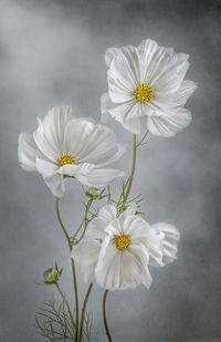 Cosmos by Mandy Disher on 500px.com