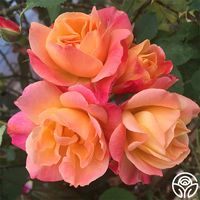 Joseph's Coat Rose - Climbing Roses - Lightly Fragrant – Heirloom Roses