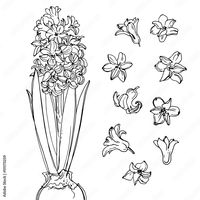 Hyacinth. Flowers line drawn on a white background. Sketch hyacinth. Spring flowers. Vector drawing of flower. Stock Illustration | Adobe Stock