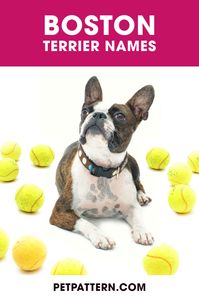 To make your job easier we have made a list of our favorites so that you can find the perfect Boston terrier name for your girl or boy Boston terrier puppy. #bostonterriernames #bostonterrierdognames #bostonterrier