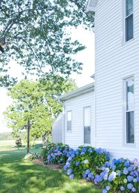 Farmhouse hydrangeas. One of my favorite farmhouse flowers & perfect for a shade garden! #farmhouse #farmhousestyle #fixerupper #gardening #farmhousegarden #flowergarden #shadegarden #shadeplants #shadeflowers