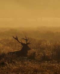 Red Deer Stag | Neil Neville | Flickr