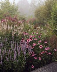 Coneflowers, veronica in a perennial border garden design. Pink, purple and green color combination for cottage, natural country, mini meadow and wild landscapes. Pollinator friendly plants for wildlife.