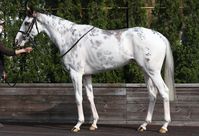 filly | JPN | 2016 | by King Kamehameha out of Shirayukihime #thoroughbred #filly #dominantwhite #colouredthoroughbred