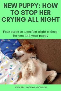 New puppy? how to settle her in fast and ensure a good night's sleep for both of you. Read the article! @KaufmannsPuppy