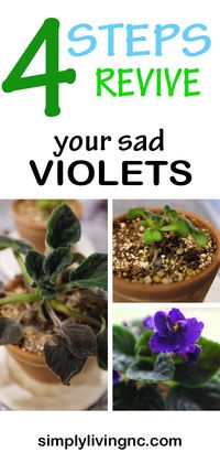 African Violet 911! Is Your African Violet Sad & DYING? Learn How-To Revive and Rescue with this 4 Step Easy Guide! Dont' Give Up Hope. #violets #africanviolets #violetcare #africanvioletcare #houseplants #plantlife #houseplantcare