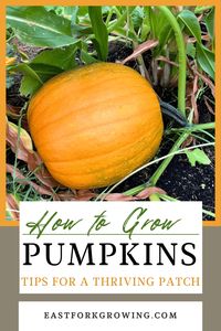 How to Grow Pumpkins: Tips for a Thriving Patch - East Fork Growing