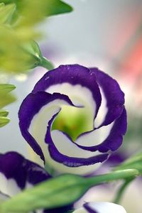 Eustoma 'Echo Blue' lisianthus