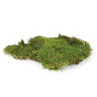 Sheet Moss can be used to add texture and form to an Orchid, Money Tree, or indoor plant. Sheet Moss are suitable for landscaping an array of products. Sheet moss arrives in a oz. clear 7"D x 2" box. The sheet moss is preserved, comes in a natural earth green color of moss may vary.