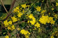 <em>Jasminum</em> <em>nudiflorum</em>