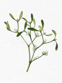 Plant Clipart 'European Mistletoe' Printable Botanical Illustration for Invitations, Decoupage, Paper Crafts, Graphic design... by AntiqueStock on Etsy