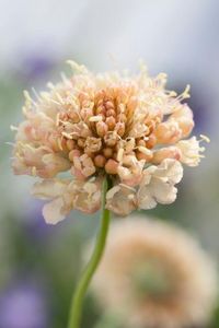 "Visit our website to get added to our email list for special promotions, information on new products coming, and more: Gardeningtreasures.com This listing is for a package of 30 Scabiosa Fata Morgana seeds. Aka Pincushion flower. Aka Scabiosa stellata. Aka Scabiosa atropurpurea. Aka Mourning bride. Hardy Annual. May perennialize in mild zones. Prefers full sun. **see our shops separate ad for larger quantity available Outstanding, long blooming plants are great for a cutting garden, in containe