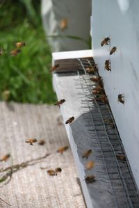 Thinking of bees? A newbee chronicles her adventure from day 1. Easy to understand, informative posts.