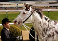 mare | JPN | 2012 | by King Kamehameha out of Shirayukihime #thoroughbred #filly #dominantwhite #colouredthoroughbred