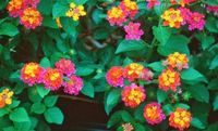 Cultivo y cuidados de la lantana. La lantana es una planta preciosa con hojas elípticas y superficie áspera de color verde. Sus flores son pequeñas y tienen diferentes combinaciones de...