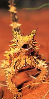 I iz Thorny Devil. I live in Central Australia. I iz bery, bery fierce.... but my thorns iz not sharp, I not bite you or hurt you.