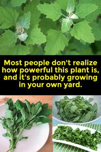 Most people don't realize how powerful this plant is, and it's probably growing in your own yard...