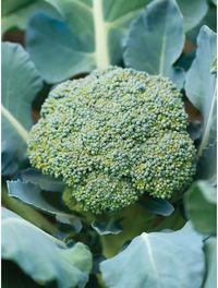 Broccoli, Sun King Hybrid - Burpee