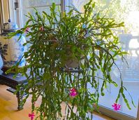 Discover the benefits of using Epsom salt for your Christmas cactus in this guide.