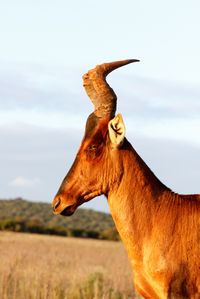 Vertical Red Harte-beest - Alcelaphus buselaphus caama Alcelaphus buselaphus caama - The red hartebeest is a species of even-toed ungulate in the family Bovidae found in Southern Africa.