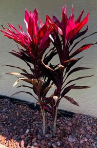 Growing Cordyline Red Sister: How To Care For Red Sister Plant