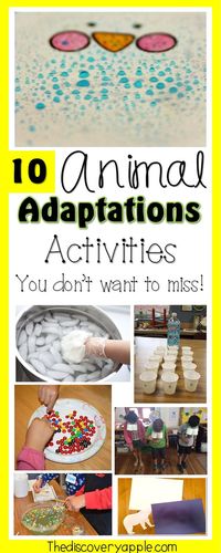 10 Exciting Animal Adaptations Activities and Resources - The Discovery Apple