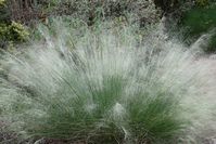 Muhlenbergia capillaris 'White Cloud' - Boething Treeland Farms