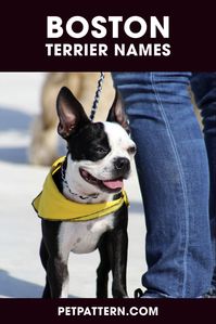 To make your job easier we have made a list of our favorites so that you can find the perfect Boston terrier name for your girl or boy Boston terrier puppy. #bostonterriernames #bostonterrierdognames #bostonterrier