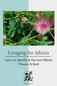 Learn How to Harvest and Use Albizia Flowers and Bark | indieherbalist