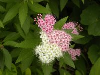 Filipendula multijuga　下野草（源平）