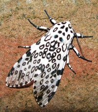 Hypercompe scribonia [Giant Leopard Moth]