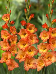 Prince of Orange from Harris Seeds - Year of the Gladiolus - National Garden Bureau