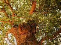 🍾Happy Birthday Will🍾 Today is Shakespeare’s birthday (and death day) and to celebrate, here is a picture of a mulberry tree in Stratford…I believe at his birthplace but I can’t quite remember 🖋️ My favorite play of his is Much Ado About Nothing, so I will close this out with a quote: “I see, lady, the gentleman is not in your books.” “No; an he were, I would burn my study.” Beatrice>>> Comment below your favorite play, quote, or character 🤎