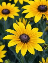 25 Black-Eyed Susan Seeds - Rudbeckia hirta - Wildflower - Perennial. Each pack contains 25 Seeds. Select the quanity in number of packs you'd like.  Black-Eyed Susan (Rudbeckia hirta) is a beautiful and easy-to-grow wildflower that is native to North America. This perennial plant is known for its bright yellow and black daisy-like flowers that bloom throughout the summer. With its striking blooms and low-maintenance nature, Black-Eyed Susan is a great addition to any garden or landscape.  Planting Instructions:  Black-Eyed Susan seeds should be planted in well-draining soil in full sun. The seeds can be sown in the spring or fall, about 1/4 inch deep in the soil. The plants prefer dry to medium soil and require little watering once established. Black-Eyed Susan can grow up to 3 feet tall