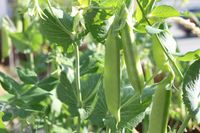 SUGAR DADDY ,Super Sweet ,STRINGLESS SNAP PEA - Caribbeangardenseed