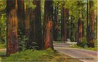 Old Redwood Highway