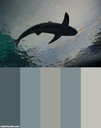 Shark+Color+Scheme