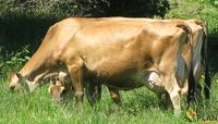 Jersey cow originates from the island of Jersey, located on the Channel. There is no assurance as to which were the original races.