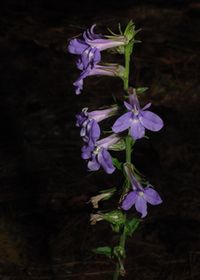 Lobelia puberula - Downy Lobelia