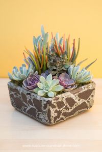 I love the variety of plants in this arrangement by Mimi of I Dream of Succulents