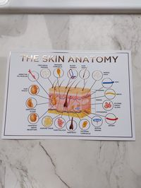 Skin Anatomy Poster (raised foil) available in gold, silver or rose gold foiled finish (shiny/ metallic) Landscspe A3 size poster (not framed) to be used for display purposes only in clinic/ salon. (This is not a teaching tool).