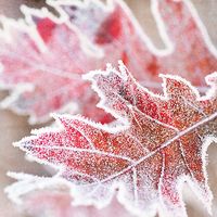 frost kissing the leaves.