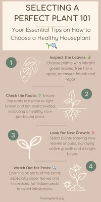 Ever wonder how to pick the healthiest plant at the nursery? Our infographic is packed with tips on selecting the best plant, focusing on signs of health and what to watch out for. Learn to read plant cues and make informed choices for your indoor garden. Perfect for plant lovers of all levels—pin this guide for future shopping trips and share with your plant-loving pals!