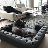 Blend & Enhance your home with a Scott's of London luxury dog bed. Handcrafted in the UK, built to last, easy to clean & odour resistant. 4 bed designs & 14 fabric options to choose from. 4.9/5.0 Feefo gold trusted service winner