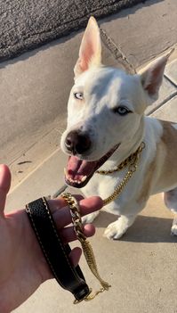 This gold dog leash and collar are sturdy and perfect if your dog tends to chew and destroy his leashes! Go Check it out!