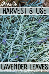 Lavender flowers are only around for a short time, but there are plenty of uses for lavender leaves! Learn how to harvest, dry & use them in DIY projects.