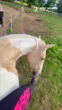 Angry Horse! www.justhorseriders.co.uk #equestrianlife #horsegirl #horsevideos #horseriding #horselife #horselover #equestrian