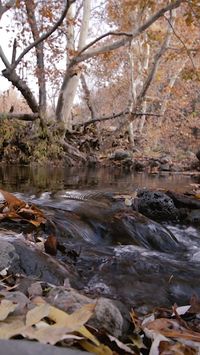 Arizona is a very diverse state with many small free flowing creeks , forests, and grasslands.