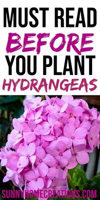 Hydrangeas are a beautiful flowering shrub. Here are some care tips and growing ideas on spots to plant your hydrangea shrub, watering and more. #hydrangeas #growinghydrangeas #caringforhydrangeas #howtogrowhydrangeas #howtoplanthydrangeas #gardening #beginninggardening