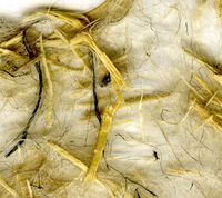 062514 milkweed ~ Solmentes Press · David Esslemont: Milkweed paper: first steps in papermaking from plants